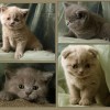 котят