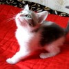 Отдам котенка (девочку) в хорошие руки