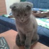 Котенок